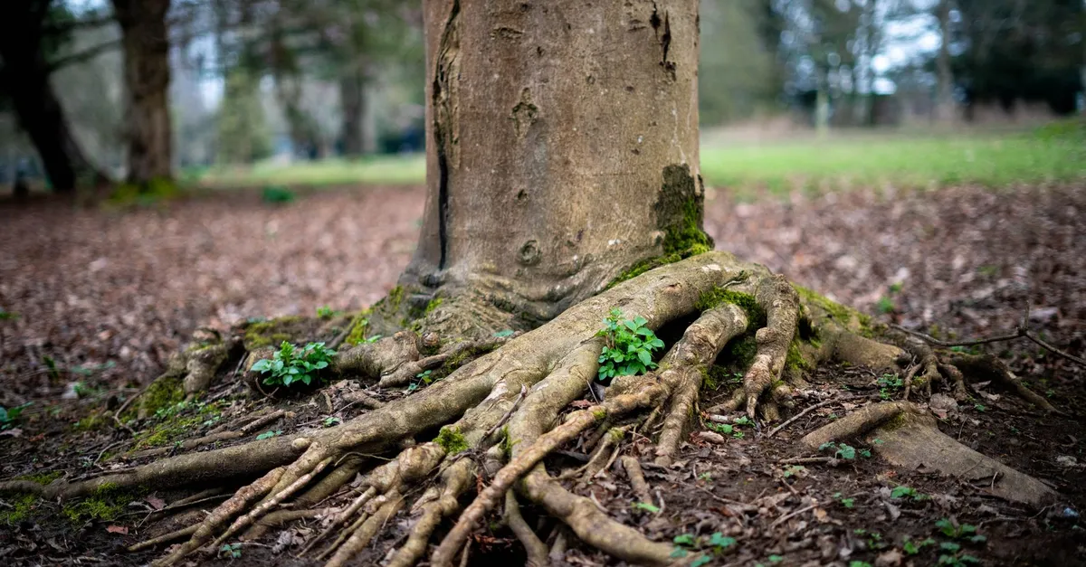 Surface roots spreading out from the base of a large tree across leaf-covered ground