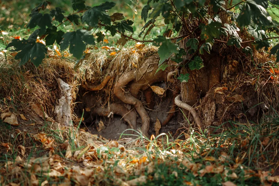 Tree roots exposed in a bank of soil under leaf litter